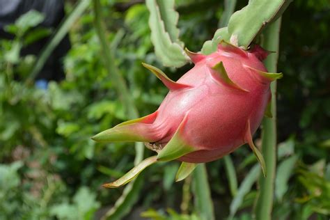 Comment planter du pitahaya ou ou fruit du dragon en pot étape par