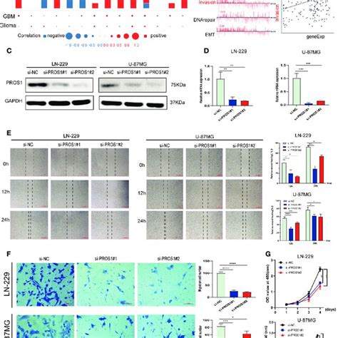 Pros1 Increased Proliferation Migration And Invasion Of Glioma Cells