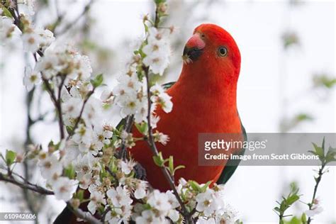 382 King Parrots Stock Photos High Res Pictures And Images Getty Images