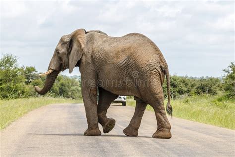 Calle De La Travesía Del Elefante En El Parque De Kruger Foto de