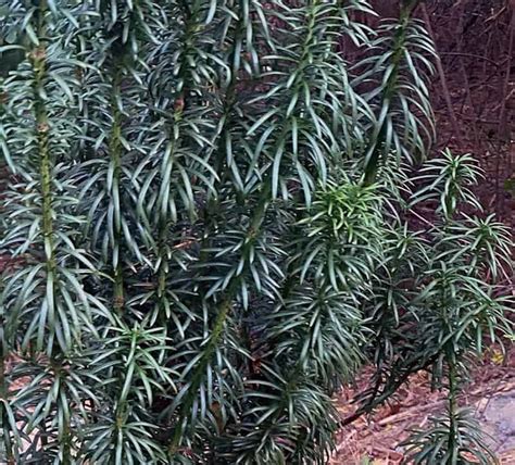 I Love Cephalotaxus Harringtonia ‘fastigiata Aka Upright Japanese Plum