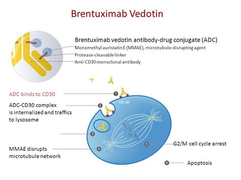 Lymphoma And Myeloma 2014 International Congress On Hematologic