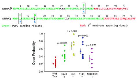 Altering The Charge Structure Of Or Enac Pip Binding Domains