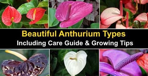 14 Anthurium Types Including A Care Guide And Pictures