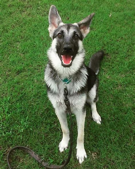 Coyote Shepherd (German Shepherd & Coyote Mix) Info, Facts, Pictures ...