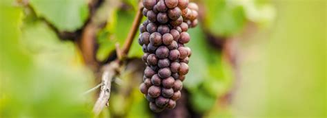 Pinot Grigio from Alto Adige – A Versatile White Wine with Character