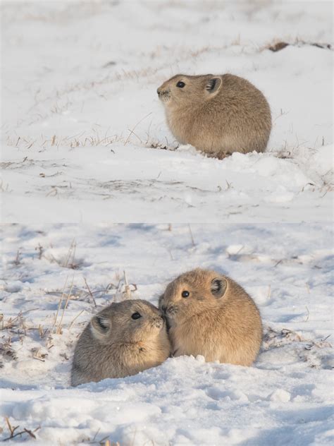 Plateau Pika Ochotona Curzoniae Use Domestic Yak Feces As A Food