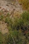 Cyperus bulbosus | Purdue University Famine Foods