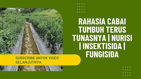 Rahasia Cabe Tumbuh Subur Dan Semi Terus Menerus Cukup Pakai Obat Ini