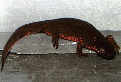 Japanese Fire Belly Newt Facts And Pictures