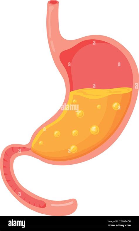 Full Stomach Cartoon Icon Human Organ Anatomy Isolated On White