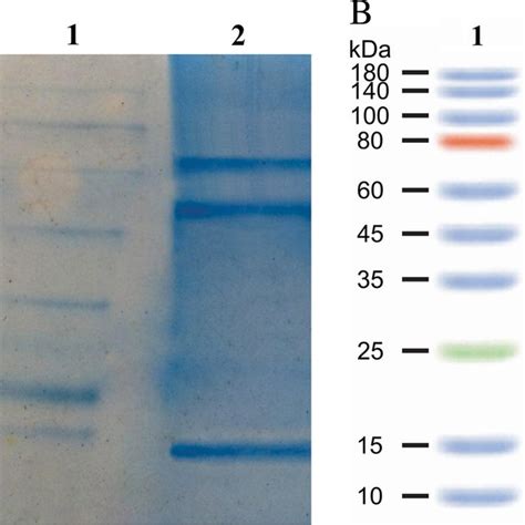 SDS PAGE and western blot analysis a SDS PAGE analysis of TGF β1