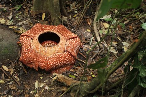 RAFFLESIA ARNOLDI TUJUH KELOPAK ANTARA Foto