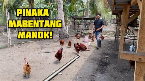 Pinaka Mabentang Manok Ngayon Youtube