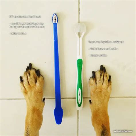 Can You Use A Human Toothbrush On A Dog