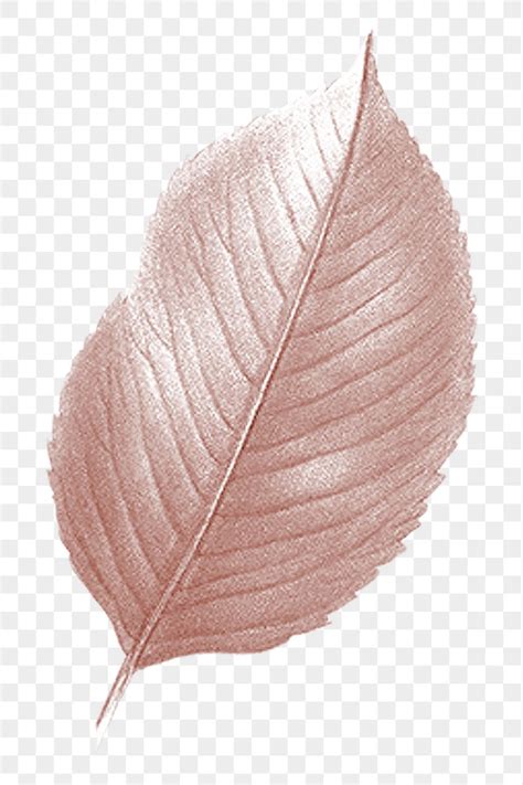 Png Pink Autumn Leaf Transparent Premium Png Rawpixel