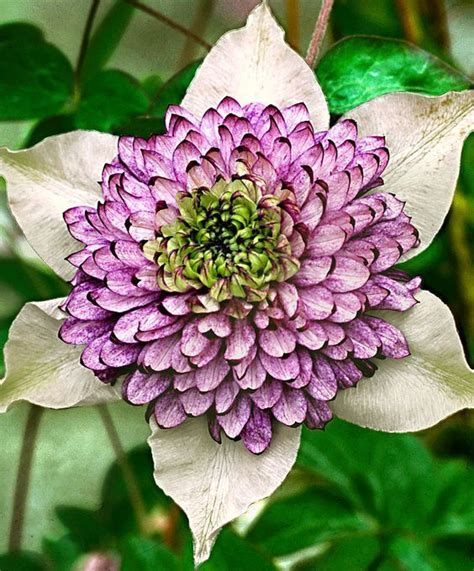 Клематис Виенетта #Matla_Flowers #интересно_знать | Clematis flower ...