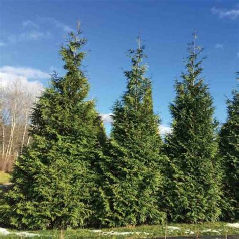 Thuja Occidentalis American Pillar American Arborvitae