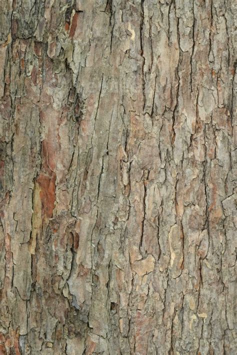 Deciduous tree bark. Textural background 34531406 Stock Photo at Vecteezy