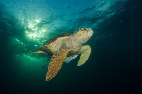 Turtle Underwater · Free Stock Photo