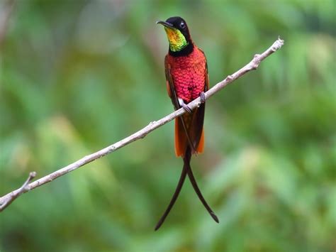 Beija Flor Da Garganta Vermelha Esp Cies Caracter Sticas Reprodu O