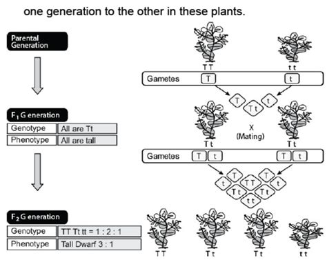 Cbse Class 10 Biology Heredity And Evolution Worksheet Set A