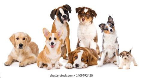 21280 Puppies Different Breeds Images Stock Photos 3d Objects