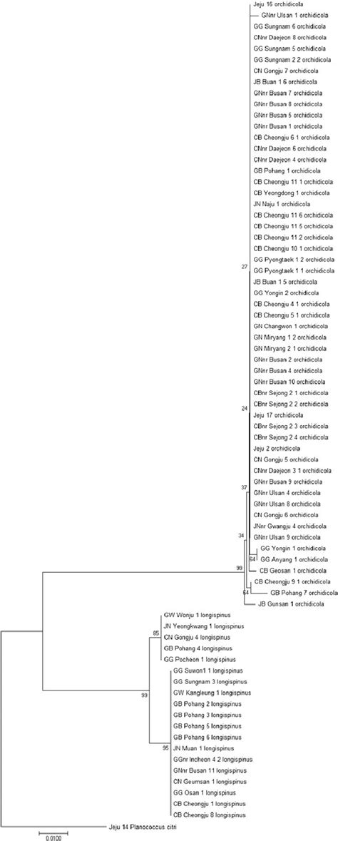 A Phylogenetic Tree Drawn Using Maximum Likelihood Method With Gtr