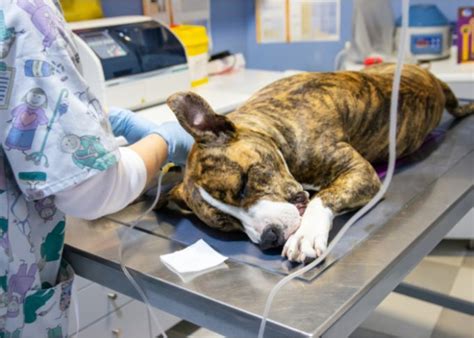 how to tell if your dog ate something bad