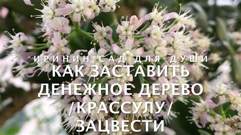 Как заставить денежное дерево /крассулу/ зацвести - YouTube