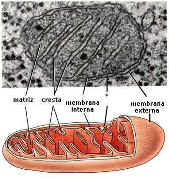 Biolog A Y Geolog A Bcn Descripci N De Org Nulos Mitocondria