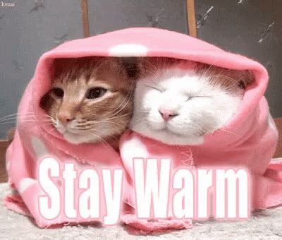 Stay Warm GIF - Stay Warm Kittens Cat - Discover & Share GIFs