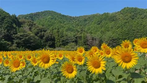 20240804 向日葵七分咲き 夏のフラワーパークおおず その3 〜愛媛県大洲市〜 Youtube