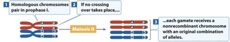 Topic 6 Linkage Recombination And Gene Mapping Flashcards Quizlet