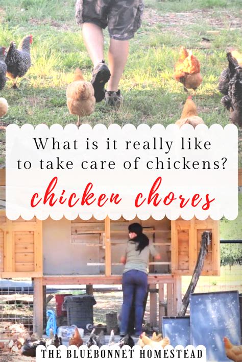 Chicken Chores What Is It Really Like To Take Care Of Chickens