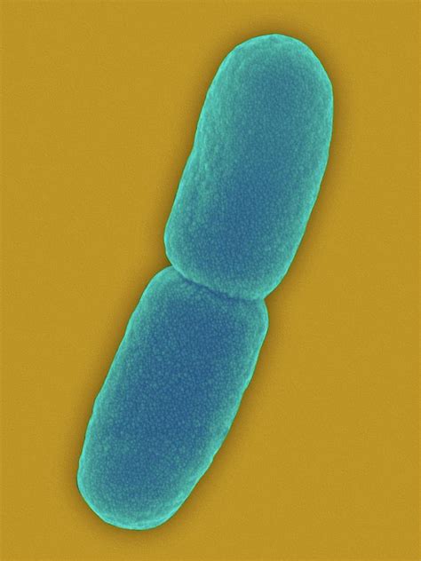 Pseudomonas Aeruginosa Bacteria By Dennis Kunkel Microscopy Science