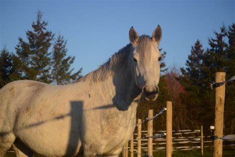 Gastric Ulcers in Horses 101 (Behavior, Riding, Treatment) - Horse Rookie