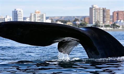 La temporada de ballenas en Madryn fue la mejor de los últimos 15 años