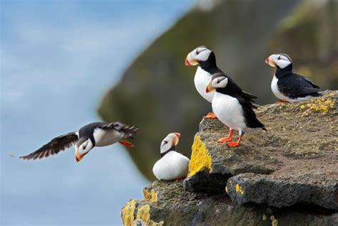 Horned Puffin The Sea Parrot — Alaska Wildlife Alliance Awa