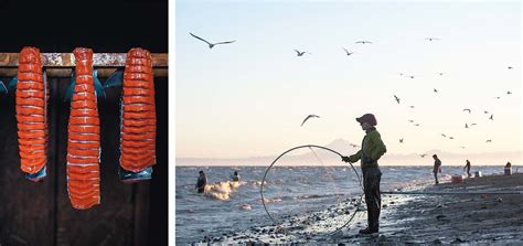 Alaska Runs On Salmon Edible Seattle