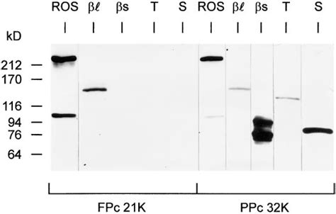 Western Blot Analysis Western Blot Of Heterologously Expressed Long