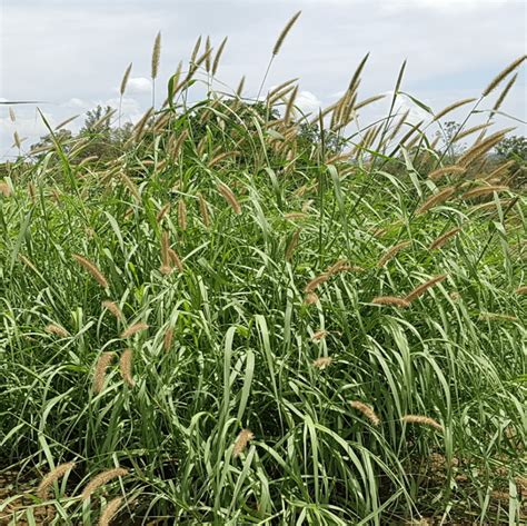 Arid Perennial Mixture Forage Pasture Seeds Brasuda