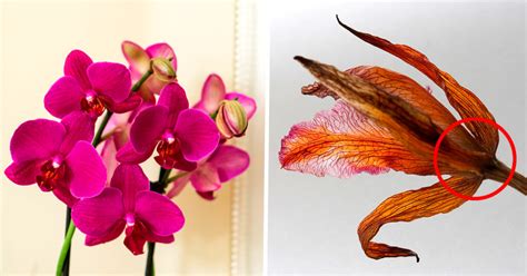 Comment Faire Revivre Une Orchid E Le Guide Ultime De La R Surrection