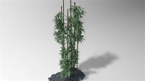 Bamboo Plant 3d Model Cgtrader