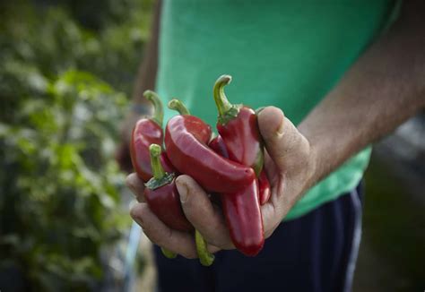 Espelette Chilli Pepper Atelier Du Piment D Espelette