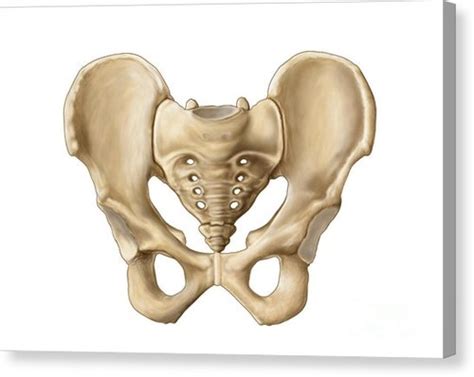 Centro Contabilità montare cintura pelvica anatomia simultaneo