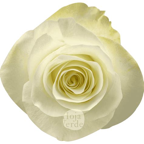 Snow Ballet - Hoja Verde