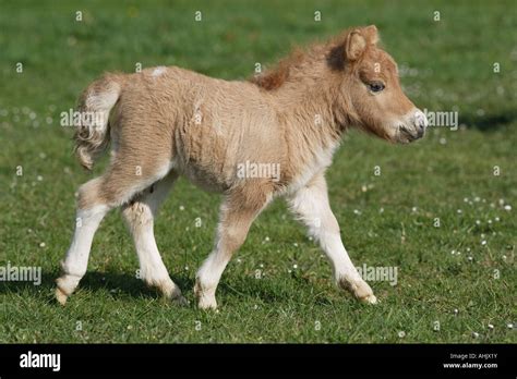 Mini Shetlandpony Hi Res Stock Photography And Images Alamy