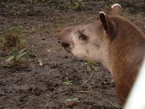 Simbiota No mês de fevereiro a pegada é de uma anta Tapirus terrestris