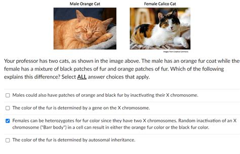Solved The Structure And Number Of Sex Chromosomes Vary In Chegg